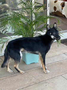 Alpine dingo LifeSize mount