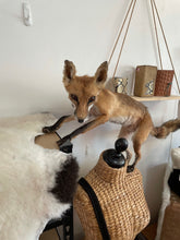 Load image into Gallery viewer, ‘Shorty’ articulated taxidermy fox