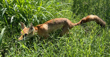 Load image into Gallery viewer, ‘Shorty’ articulated taxidermy fox