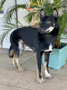 Alpine dingo LifeSize mount