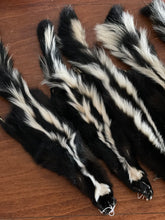 Load image into Gallery viewer, Tanned mountable skunk pelts