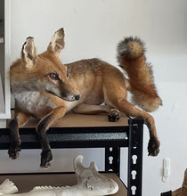 Load image into Gallery viewer, ‘Shorty’ articulated taxidermy fox
