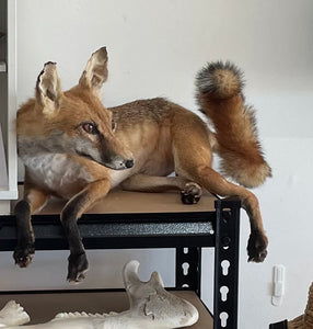 ‘Shorty’ articulated taxidermy fox