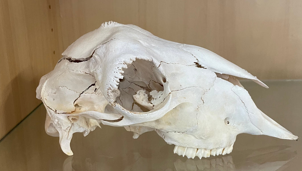 Domestic Dorper sheep skull