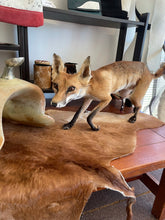 Load image into Gallery viewer, ‘Shorty’ articulated taxidermy fox