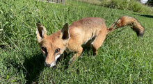 Load image into Gallery viewer, ‘Shorty’ articulated taxidermy fox