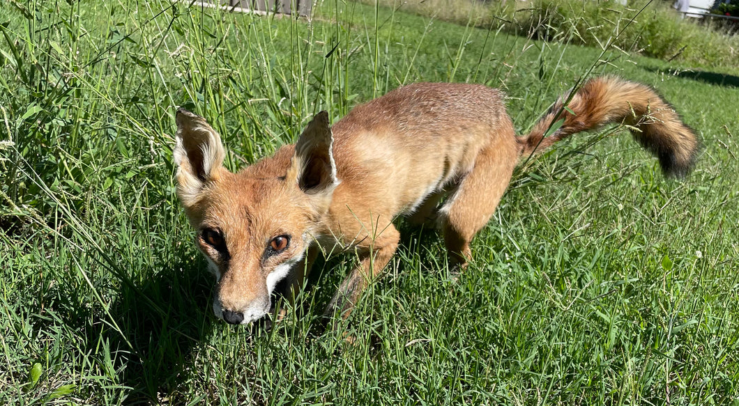 ‘Shorty’ articulated taxidermy fox