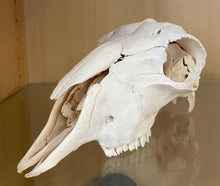Load image into Gallery viewer, Domestic Dorper sheep skull