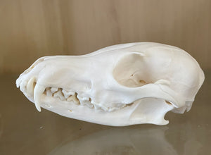 Red fox ‘vulpes vulpes’ skull