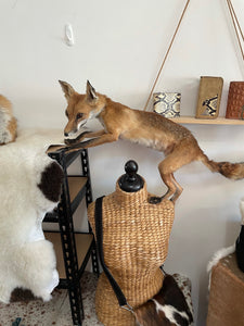 ‘Shorty’ articulated taxidermy fox