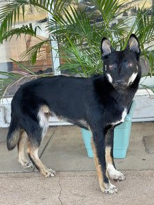 Alpine dingo LifeSize mount