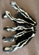 Load image into Gallery viewer, Tanned mountable skunk pelts