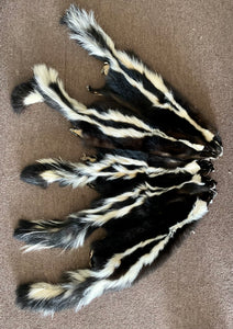 Tanned mountable skunk pelts