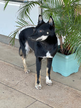 Load image into Gallery viewer, Alpine dingo LifeSize mount